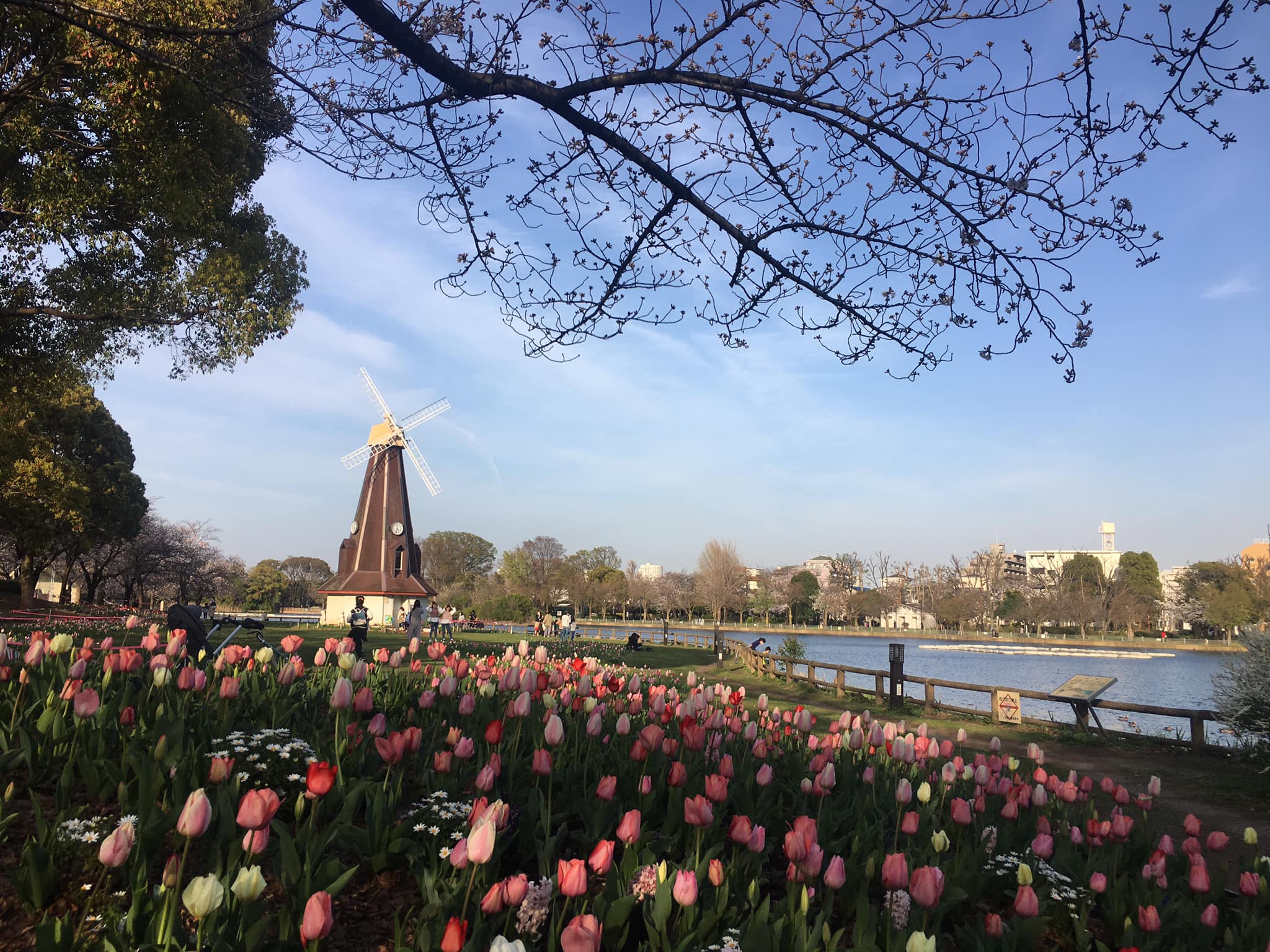 浮間公園の風車とチューリップと桜 いたばしtimes